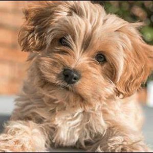 Meet your Posher, Leann